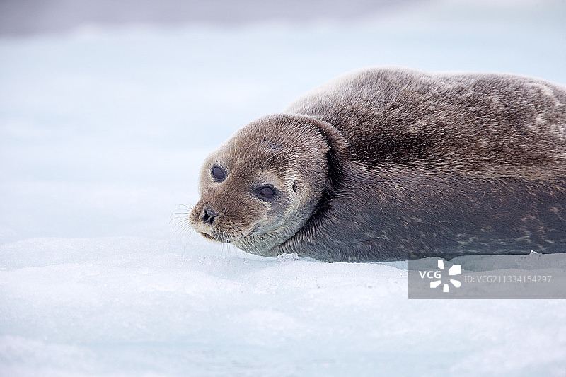 在阿拉斯加冰面上休息的环纹海豹图片素材