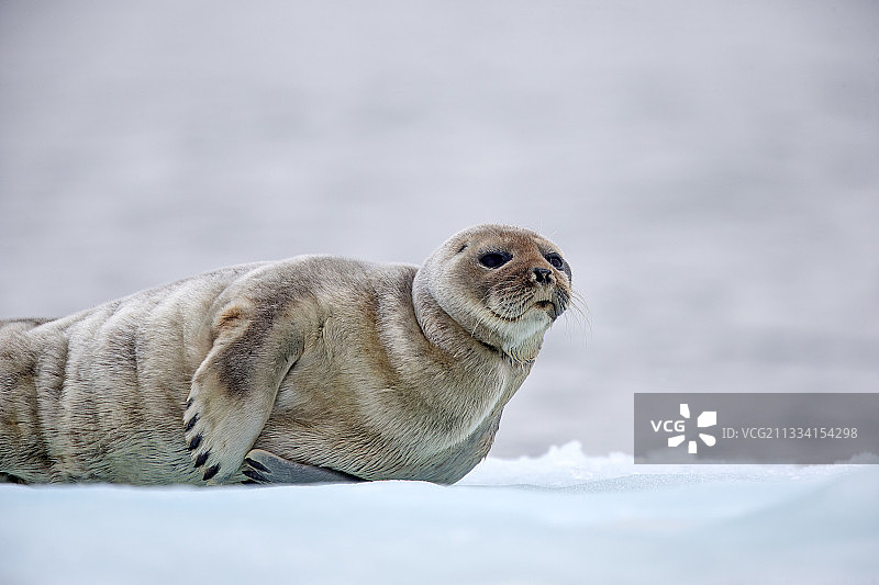 在阿拉斯加冰面上休息的环纹海豹图片素材