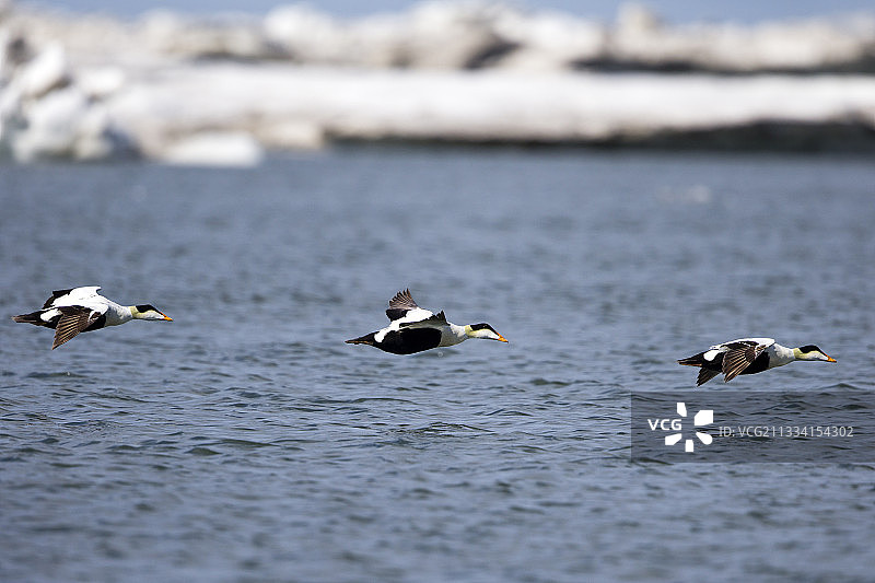 飞行中的普通绒鸭 - 阿拉斯加巴特岛，美国图片素材