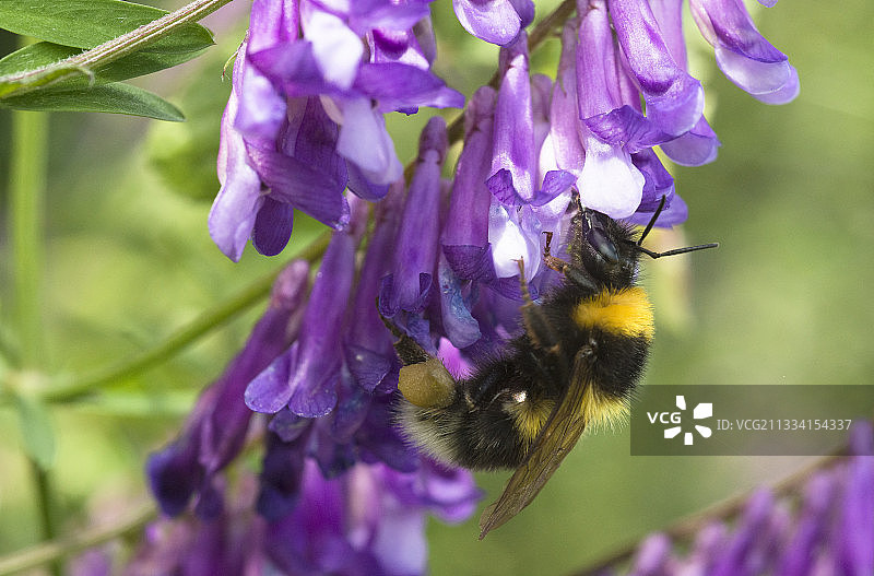 花园熊蜂在簇毛豆上采蜜图片素材