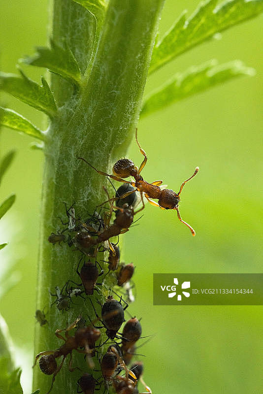 蚂蚁处理茎上的蚜虫 - 法国图片素材