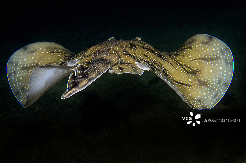 夜晚在在海中游泳的云纹鹞鲼图片素材