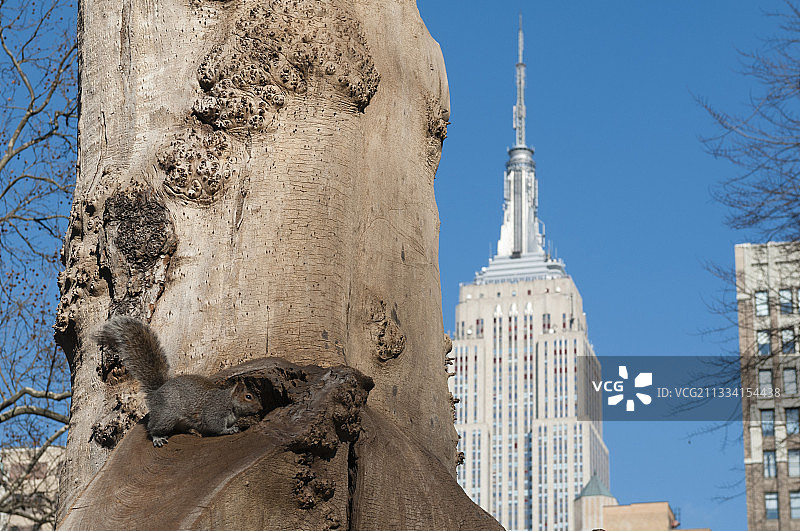 以帝国大厦为背景的树上松鼠图片素材