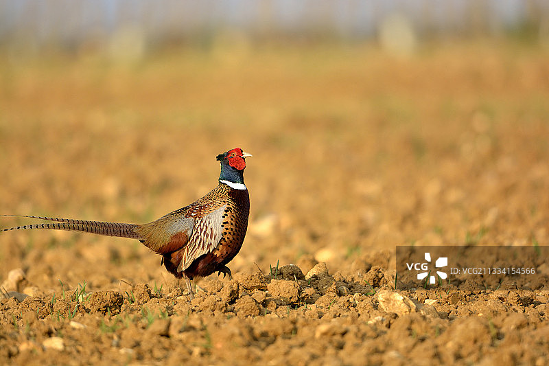 кольца шеей фазан в вспаханное поле - Бургундия Франция图片素材