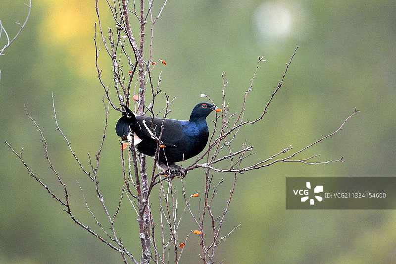 秋季站在树枝上的黑琴鸡，芬兰图片素材