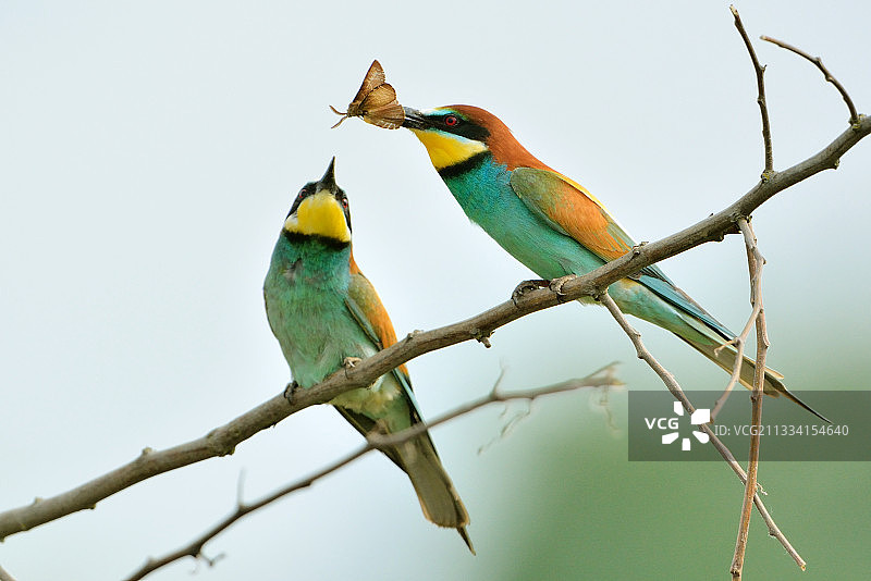 欧洲蜂虎在树枝上求偶 - 法国卢瓦尔河谷图片素材