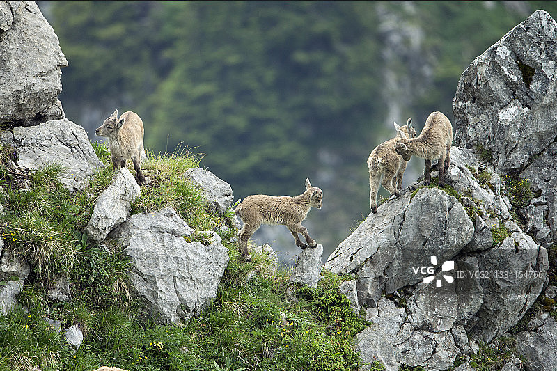 一岁大的动物图片素材