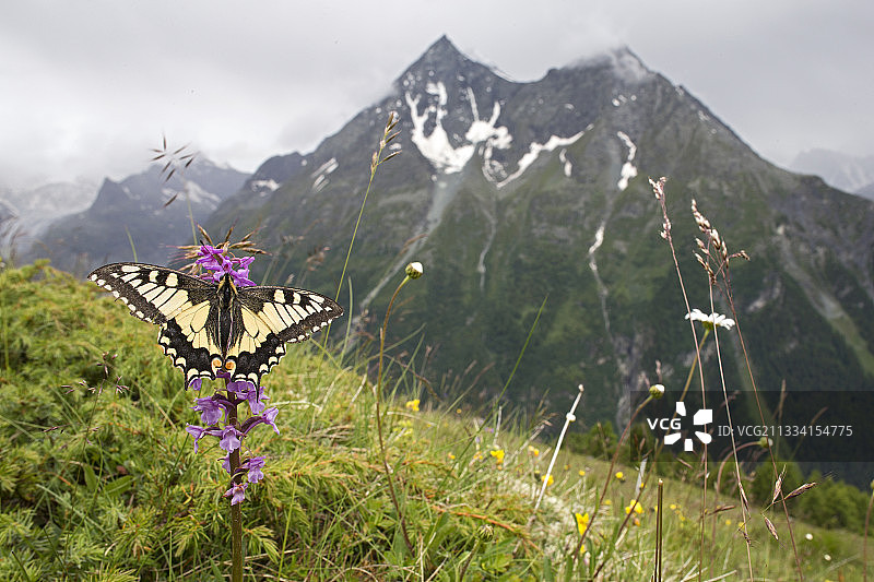 凤蝶和香兰在瑞士瓦莱州牧场图片素材