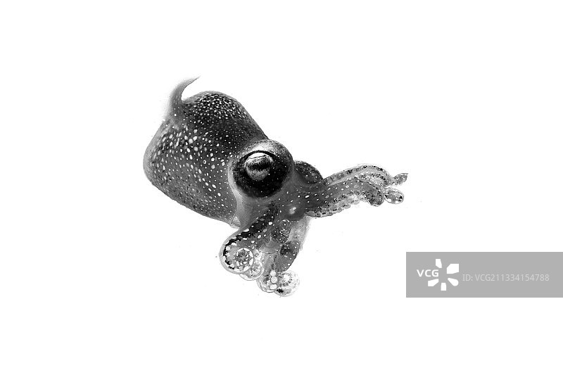 灵感源自日本传统拓鱼法：水下摄影、海洋、艺术与渔民的历史图片素材