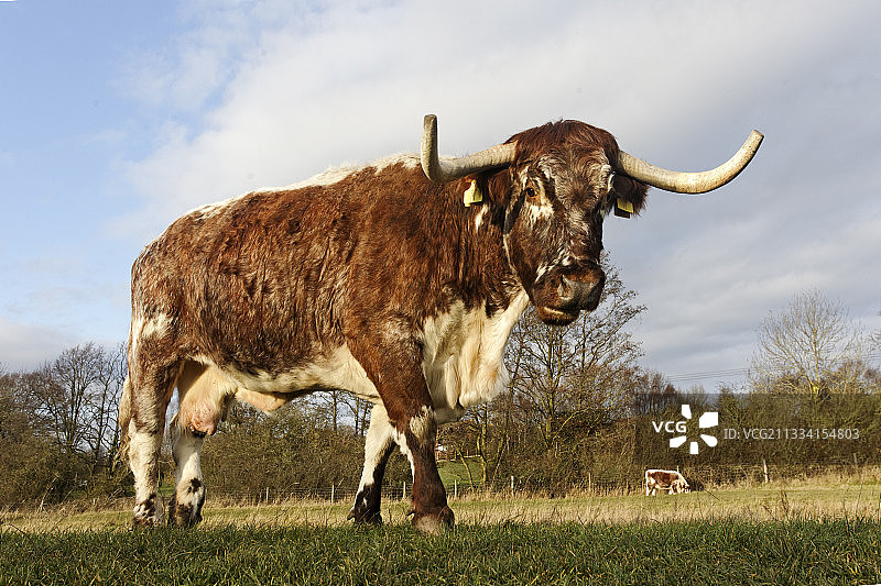 英国中部地区草地上的长角牛图片素材