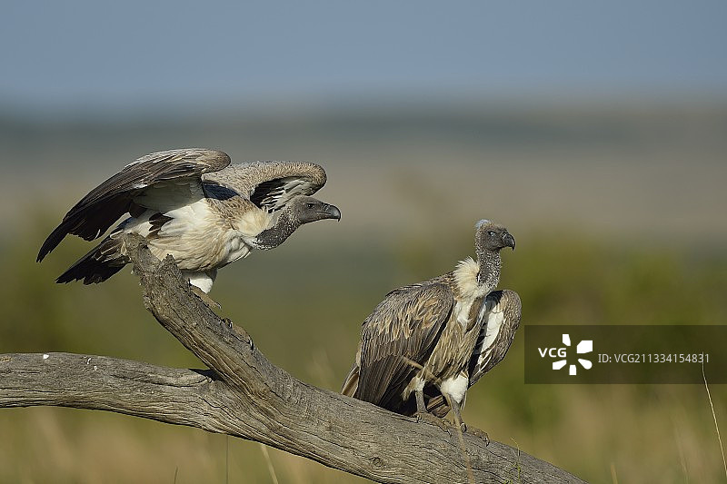 树枝上的白背兀鹫 - 肯尼亚马赛马拉图片素材
