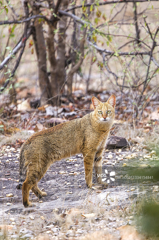 印度班达迦国家公园灌木丛下的丛林猫图片素材