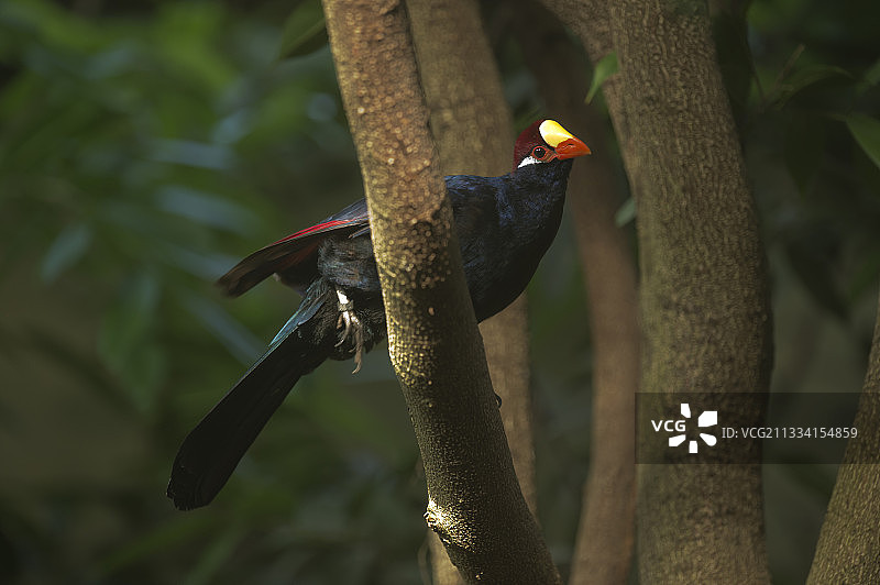 栖息在树枝上的紫蕉鹃图片素材