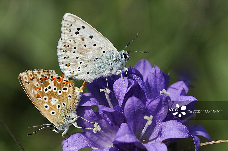 银粉蓝蝶在法国北部孚日省花朵上交配图片素材