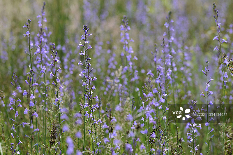 欧石楠花 - 法国兰德斯图片素材