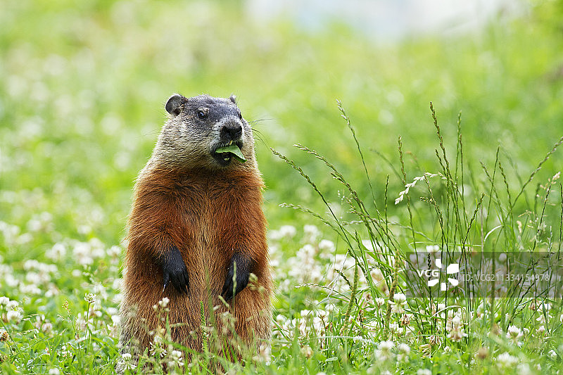 在草地上吃东西的土拨鼠 - 加拿大魁北克图片素材