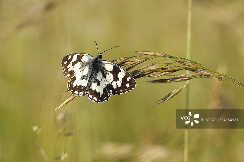 法国阿尔萨斯草丛上的大理石白蝶图片素材