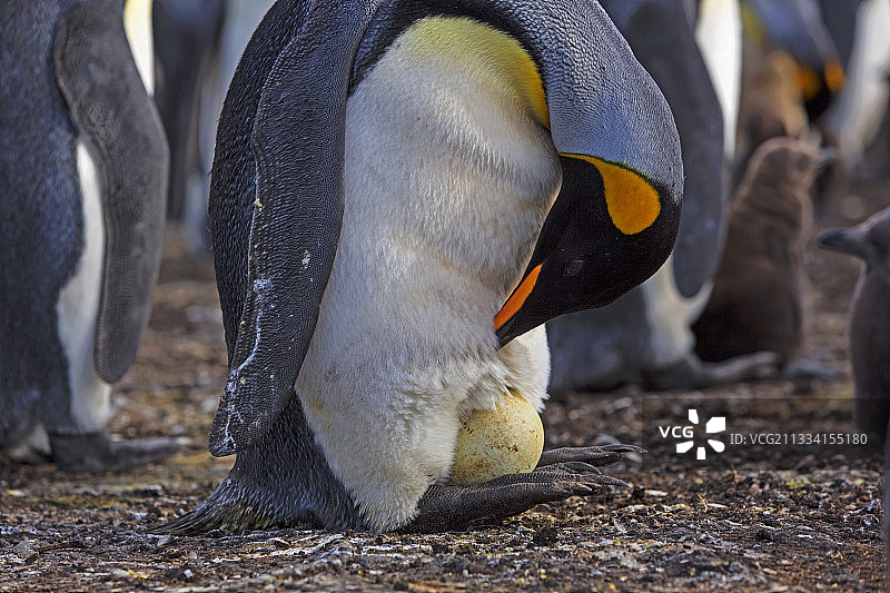 正在孵蛋的国王企鹅 - 福克兰群岛图片素材