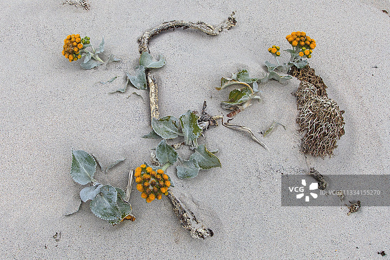 沙滩上开花的滨海卷心菜——福克兰群岛图片素材