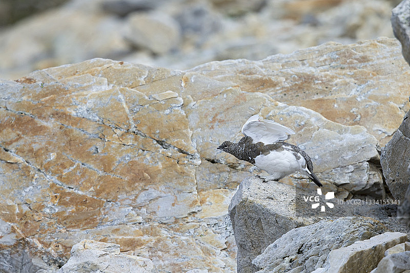 瑞士阿尔卑斯山上岩石上的换羽雷鸟图片素材