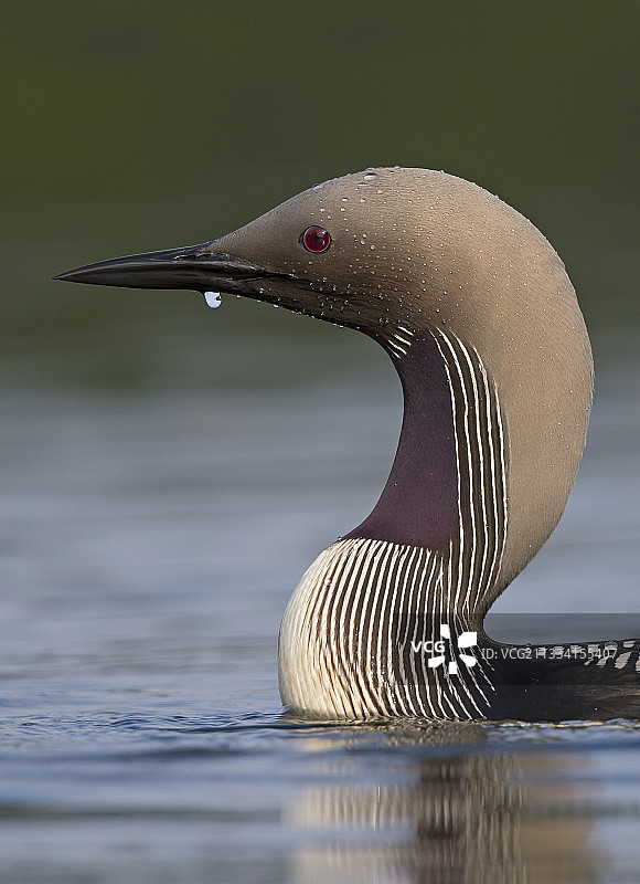 芬兰黑喉潜鸟夏季头部特写图片素材