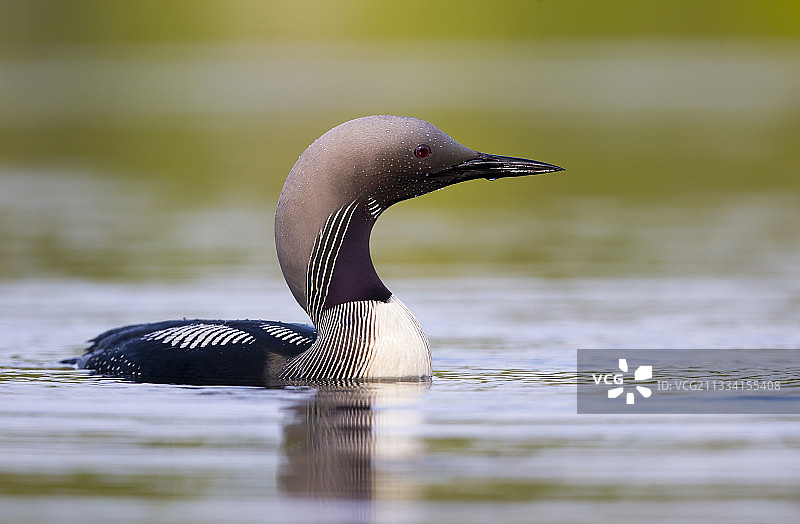 夏季芬兰湖中游泳的黑喉潜鸟图片素材
