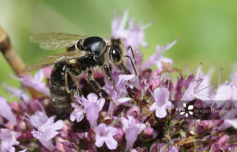 克拉尼蜂与牛至花图片素材