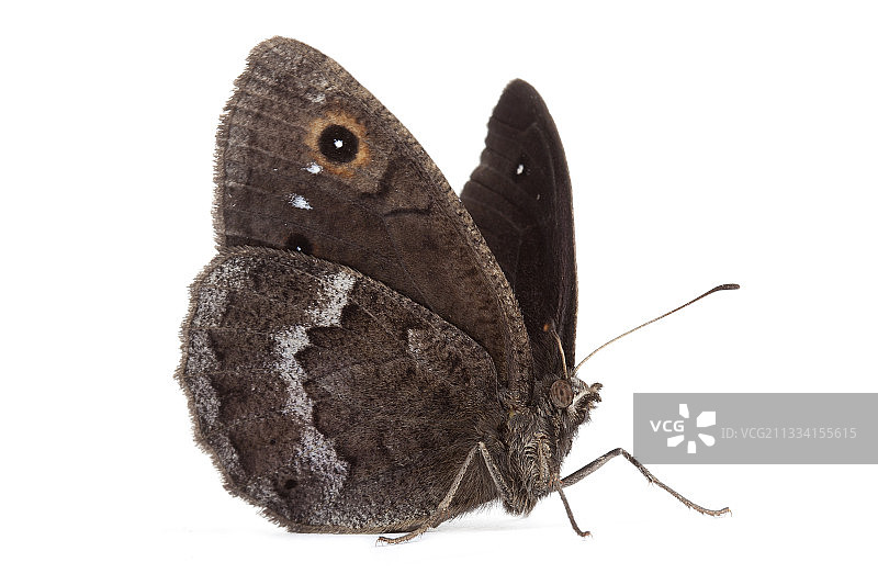 白色背景上的大黑 satyr 雄性图片素材