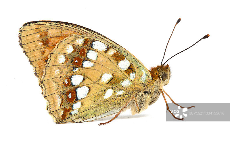 白色背景上的高棕色贝母图片素材