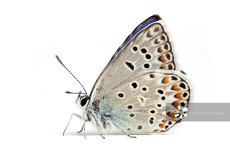 埃舍尔的白色背景上的蓝色图片素材