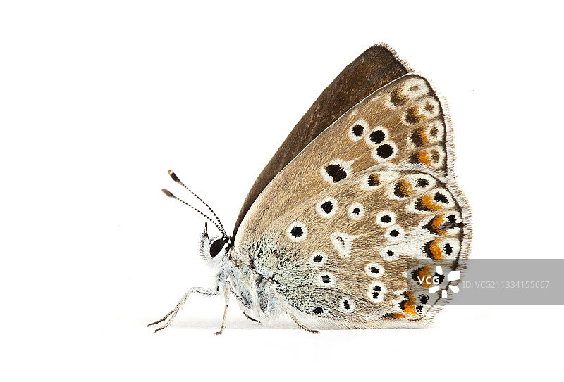 白色背景上的埃舍尔蓝色女性图片素材