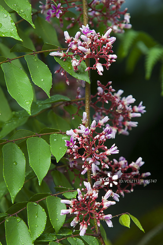 杨桃花图片素材