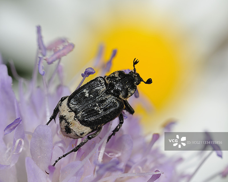 锯角谷弄蝶在蓝盆花上 - 法国北部孚日图片素材