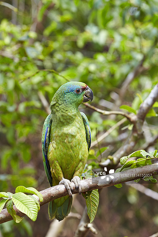 栖息在树枝上的亚马逊鹦鹉 - 巴西亚马逊河流域图片素材