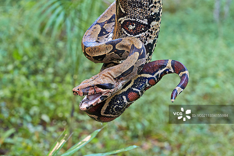 巴西亚马逊河流域蟒蛇特写图片素材