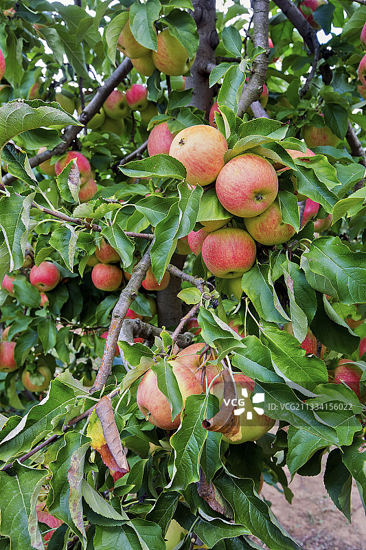 果园中的“Queen of rennet”苹果 - 法国图片素材
