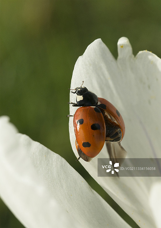 飞过番红花的七星瓢虫 - 法国图片素材