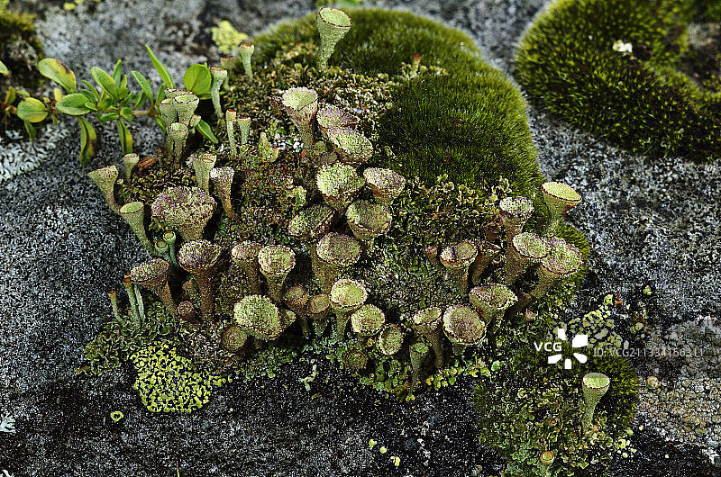 岩石上地衣的次生杯状体和原生小鳞片图片素材
