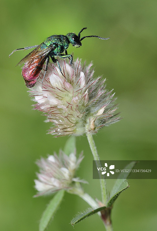 花朵三叶草上的红尾黄蜂 - 法国北部孚日图片素材