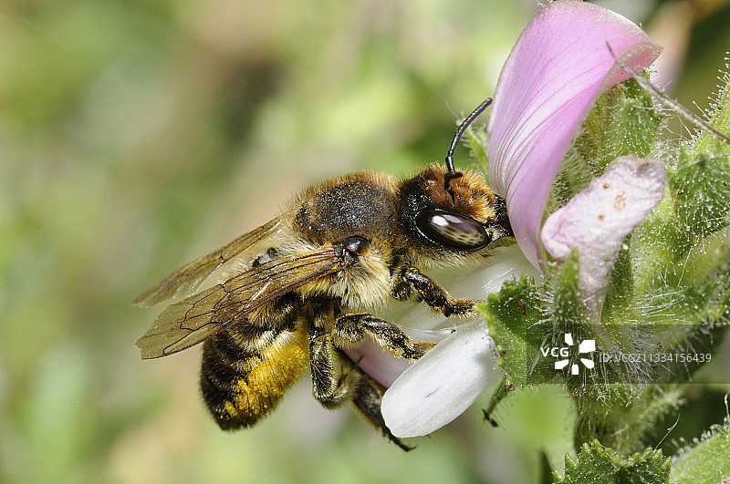 切叶蜂与休息的犁头草花 - 法国北部孚日图片素材