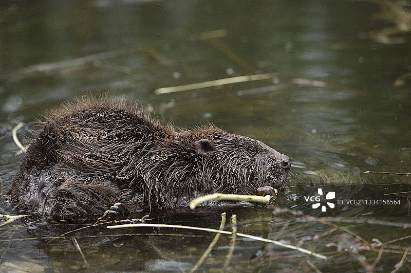 法国罗纳河中的欧洲海狸图片素材