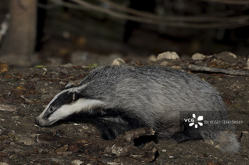 在法国沙特勒斯森林中的欧亚獾图片素材