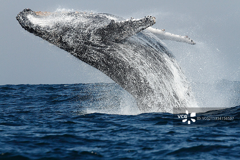 座头鲸沿莫桑比克海峡迁徙至印度洋休息图片素材