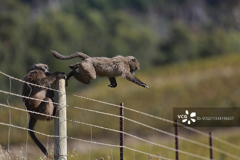 城市地区人与狒狒之间的冲突图片素材