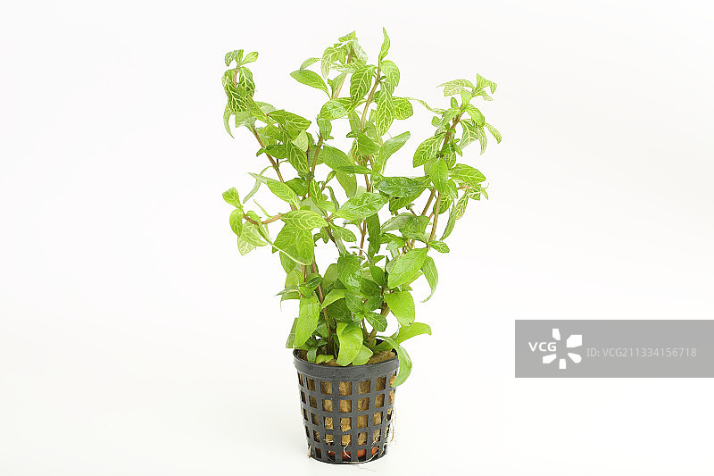 白色背景下的东印度夕阳水草图片素材