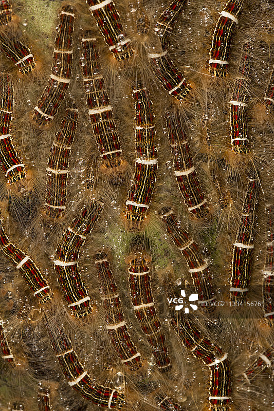 巴拿马巴罗科罗拉多岛热带森林中的毛毛虫图片素材