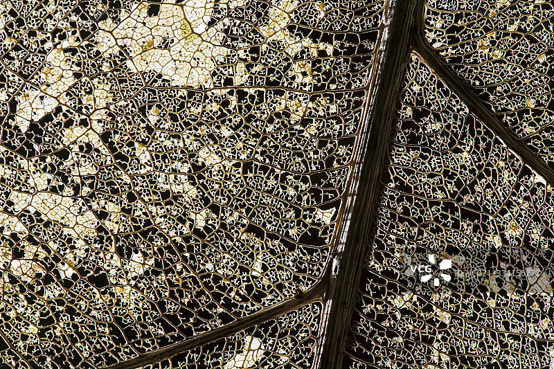 巴罗科罗拉多巴拿马森林中的树叶分解图片素材