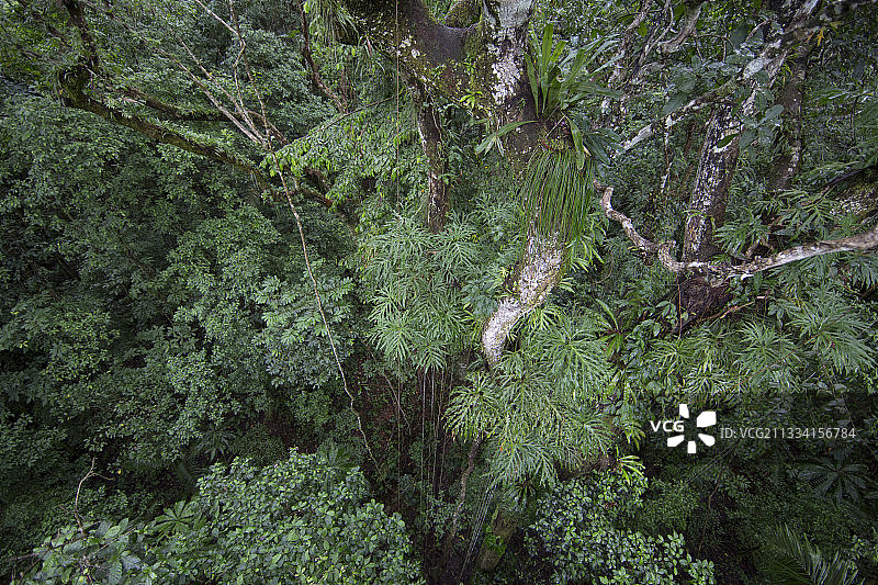 巴罗科罗拉多岛森林树干上的附生植物图片素材