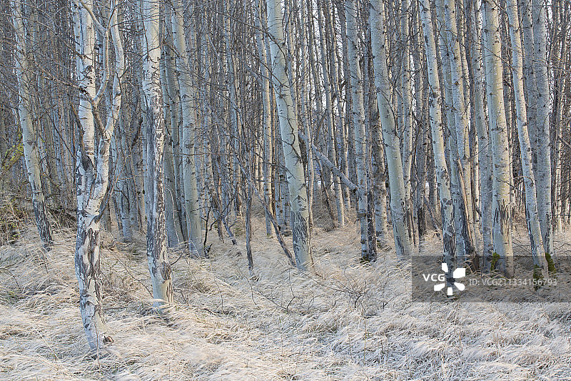 美国华盛顿州康博伊湖的颤杨图片素材