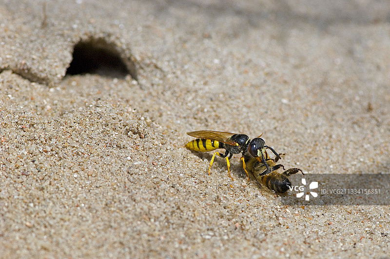 狼蜂与镇静的蜜蜂 - 丹麦图片素材